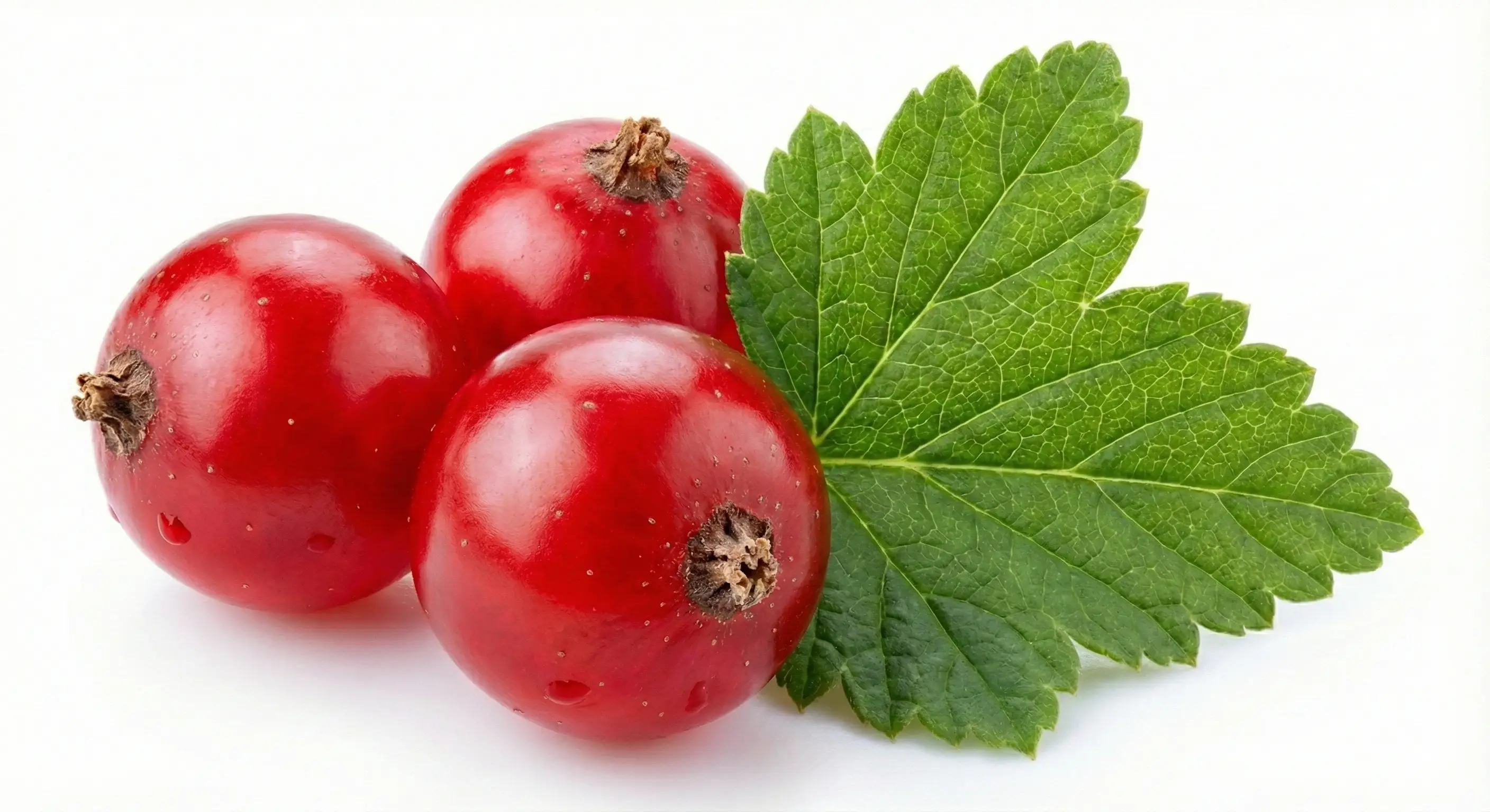 IQF Red currants