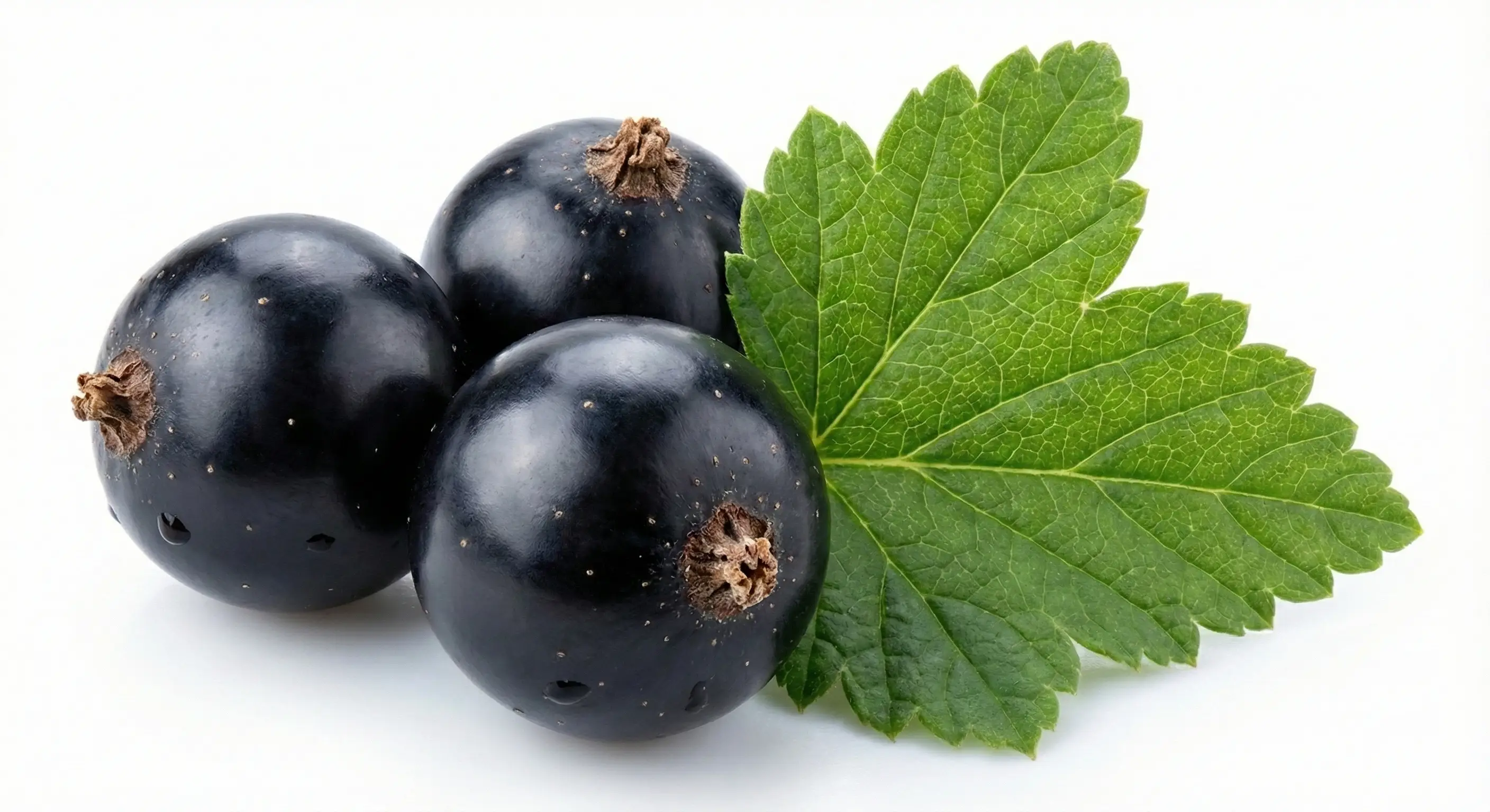 IQF Black currants