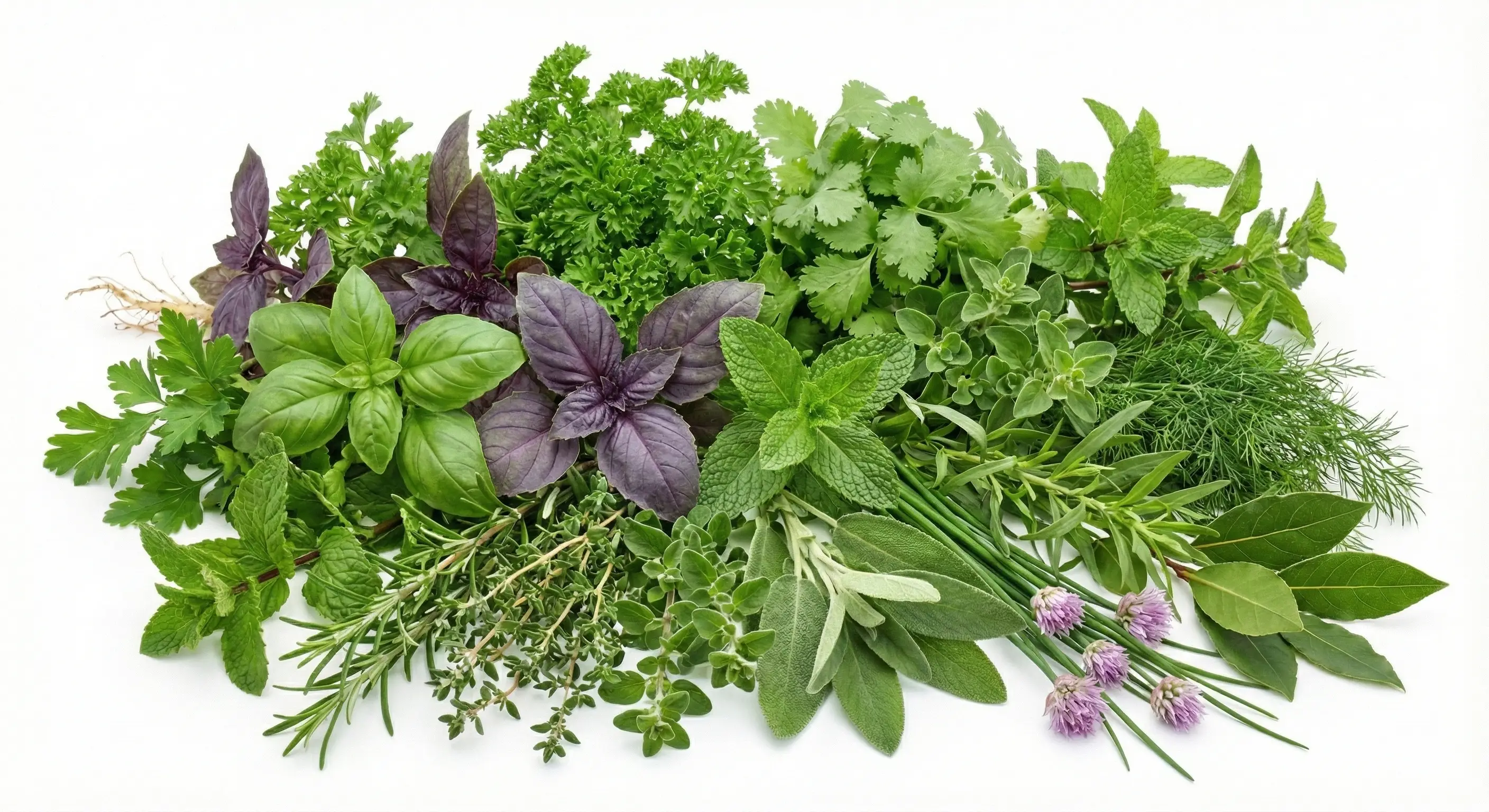 Culinary herbs